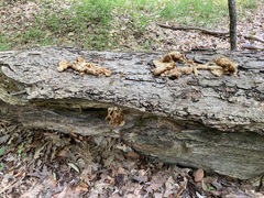 Pleurotus citrinopileatus