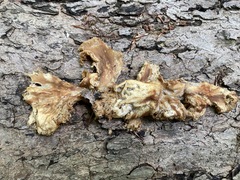 Pleurotus citrinopileatus