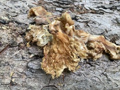 Pleurotus citrinopileatus