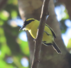 Todirostrum chrysocrotaphum