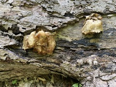 Pleurotus citrinopileatus
