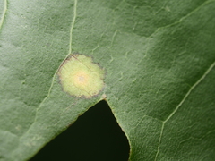 Drisina glutinosa
