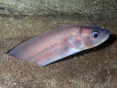 Ophidion