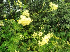 Thalictrum lucidum