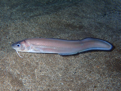 Ophidion