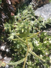 Saxifraga aspera