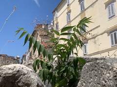 Ailanthus altissima