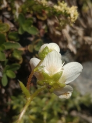 Saxifraga aspera