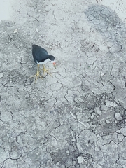 Amaurornis phoenicurus