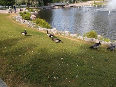 Branta leucopsis