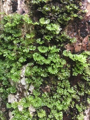 Hymenophyton