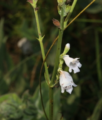 Physostegia angustifolia