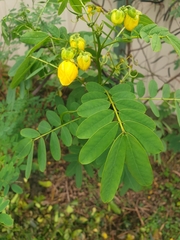 Senna acclinis