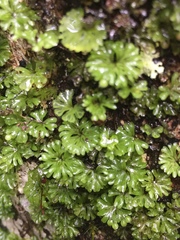 Hymenophyton