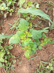 Laportea aestuans