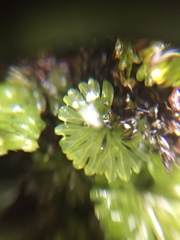 Hymenophyton