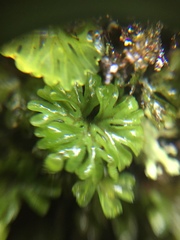 Hymenophyton