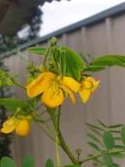 Senna acclinis