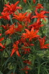 Lilium concolor partheneion