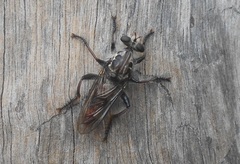 Andrenosomatini