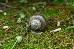 Cyclophorus martensianus