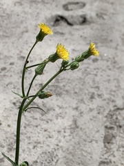 Cichorieae