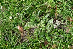 Capsella bursa-pastoris