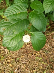 Cephalanthus occidentalis