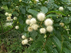 Cephalanthus occidentalis