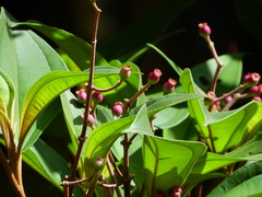 Miconia mirabilis