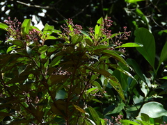 Miconia mirabilis