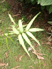 Coniogramme intermedia