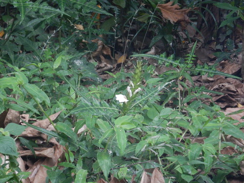 Acanthus montanus image