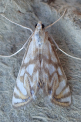 Neocataclysta magnificalis