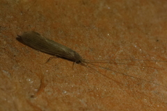 Oecetis ochracea