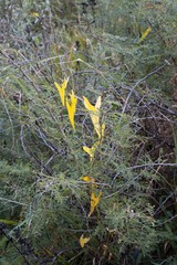 Trochomeria sagittata