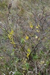 Trochomeria sagittata