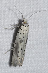 Yponomeuta irrorellus