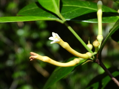 Lacmellea