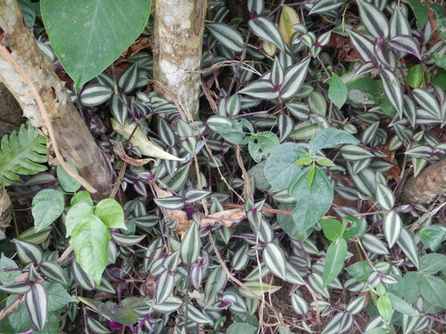 Tradescantia zebrina image