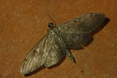 Anania lancealis