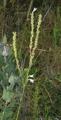 Physostegia angustifolia