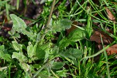 Capsella bursa-pastoris