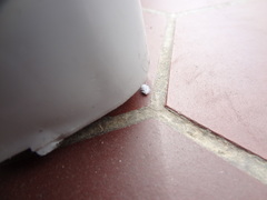 Cryptolaemus montrouzieri