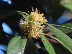 Actinodaphne mushaensis