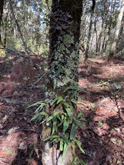 Pleopeltis polylepis