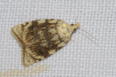 Aleimma loeflingiana