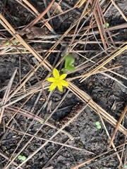 Hypoxis decumbens