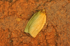 Aphelia alleniana