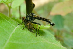 Neoitamus socius